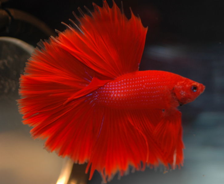 8-type-of-betta-fish-by-pattern-types