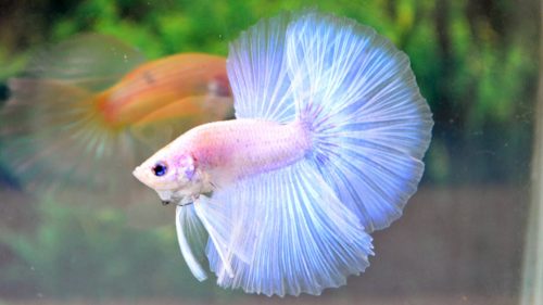 albino-betta-fish-picture-3-500x281