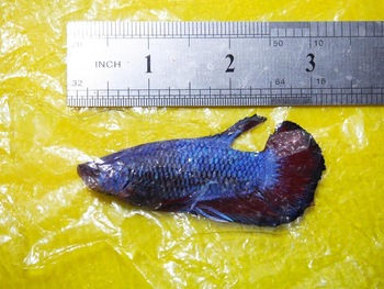 giant-betta-jpg_350x350