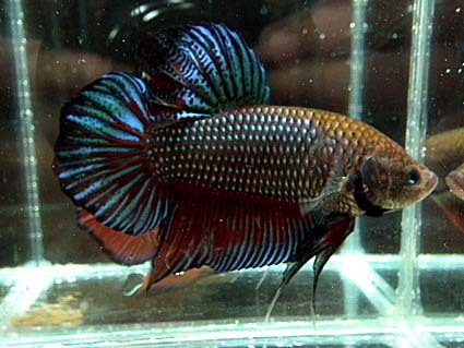 giant_hm013_20100611_giant_half_moon_sirinut_betta_farm__05352-1443533027-480-480