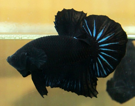 betta-super-black-hmpk-5