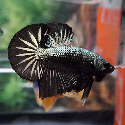 live-betta-fancy-premium-copper-black-over-halfmoon-plakat-hmpk-male