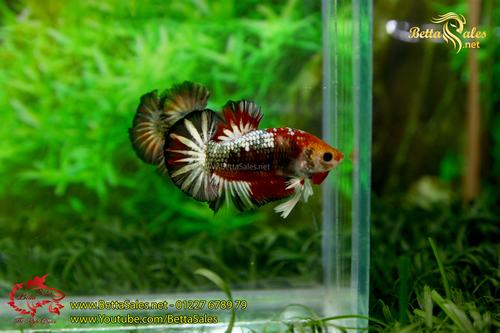 BETTA FANCY LÀ GÌ ? cách phân biệt betta fancy. - Betta Sales