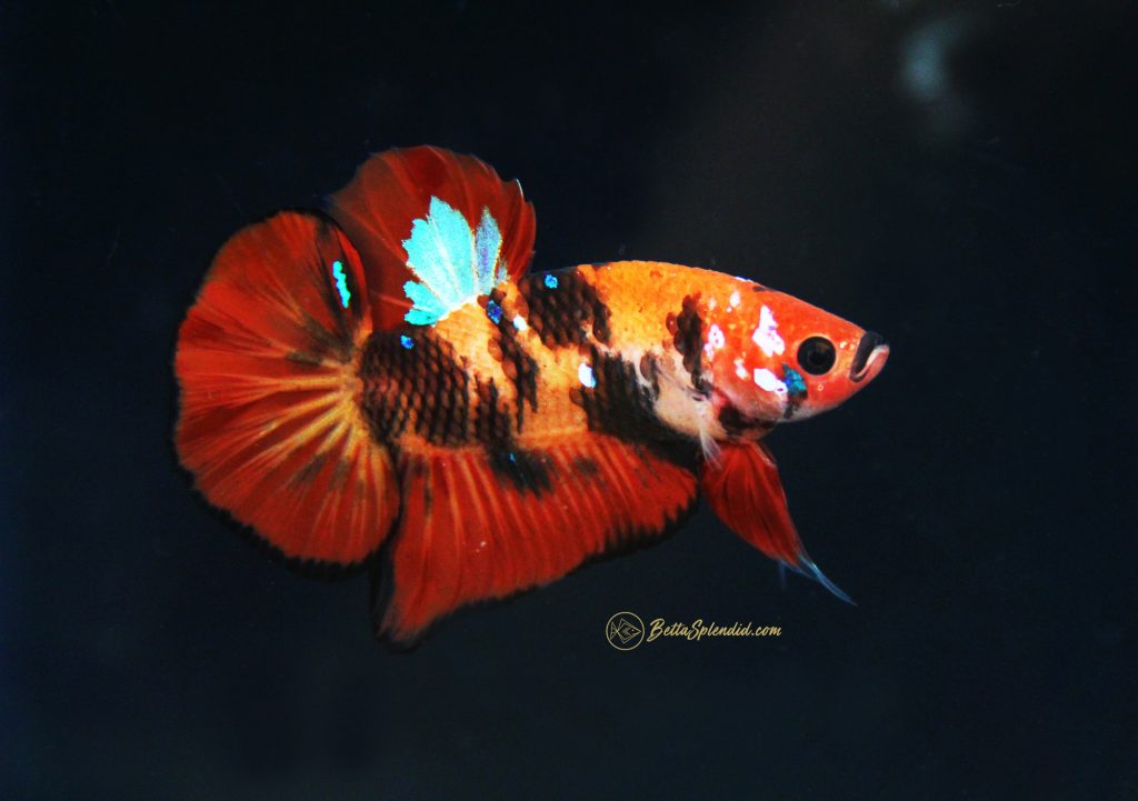 tiger-koi-hmpk-betta-1-img_1745