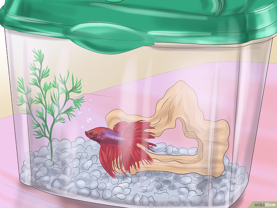 v4-900px-play-with-your-betta-fish-step-1-version-2