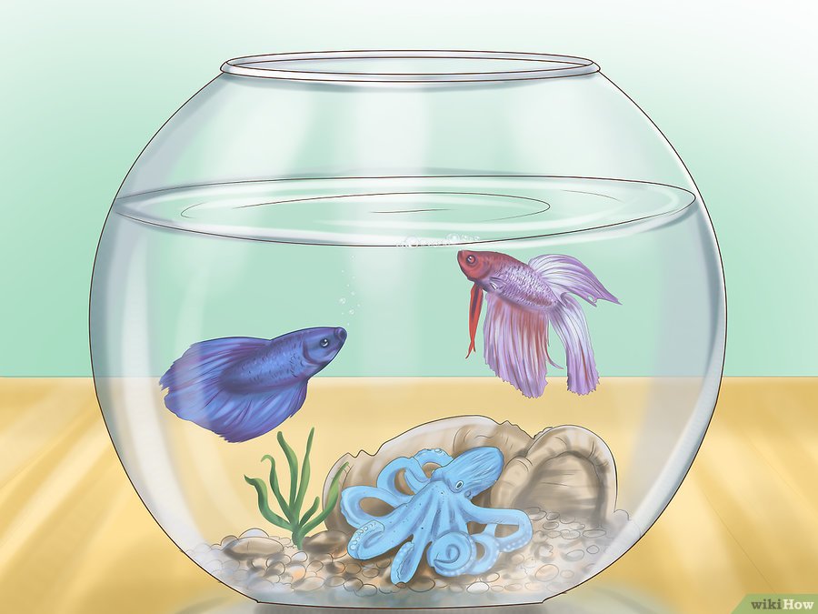 v4-900px-play-with-your-betta-fish-step-2-version-2-1