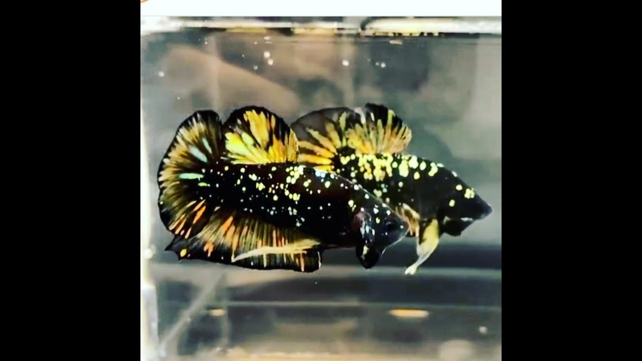 Black Gold Galaxy là gì Betta Sales