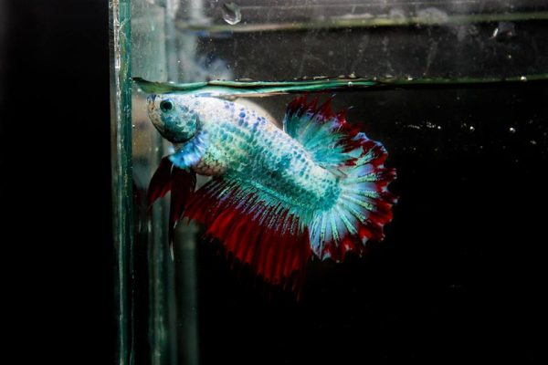 crowntail-plakat