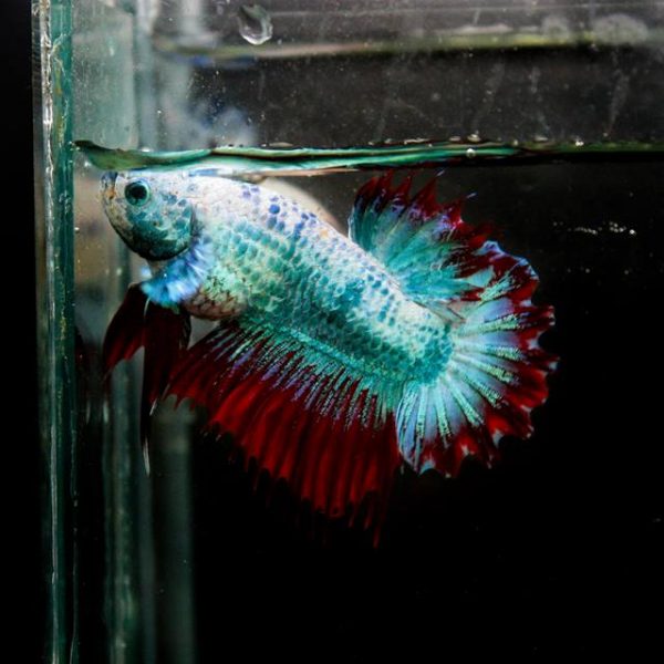 crowntail-plakat