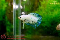 doubletail-fancy-plakat