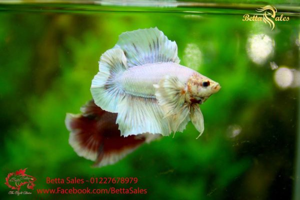 doubletail-dumbo-plakat