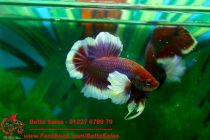 dumbo-lavender-plakat