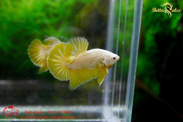 yellow-dragon-plakat