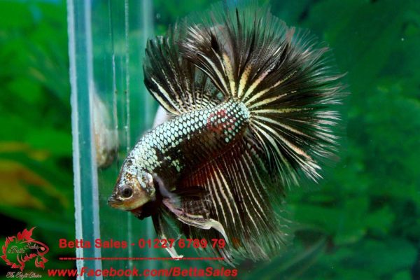 copper-black-dragon-halfmoon