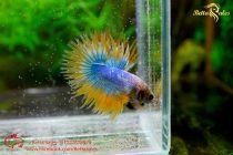 crowntail-halfmoon