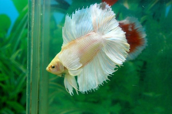 doubletail-dumbo-halfmoon