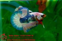 dragon-fancy-plakat dragon-fancy-plakat