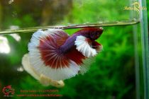 dumbo-lavender-halfmoon