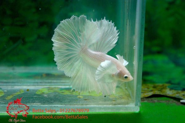 dumbo-white-halfmoon