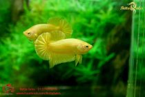 gold-plakat gold-plakat