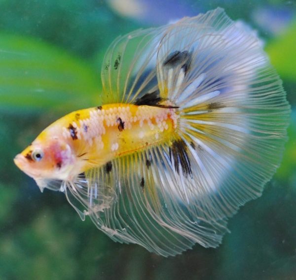 koi-halfmoon