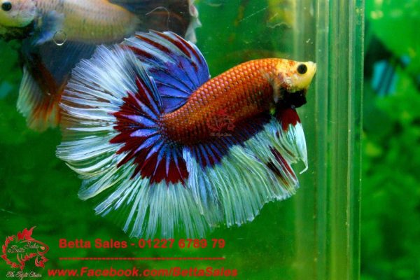 multicolor-halfmoon-1