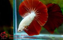 red-dragon-halfmoon red-dragon-halfmoon