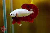 red-dragon-plakat red-dragon-plakat