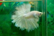 white-halfmoon white-halfmoon