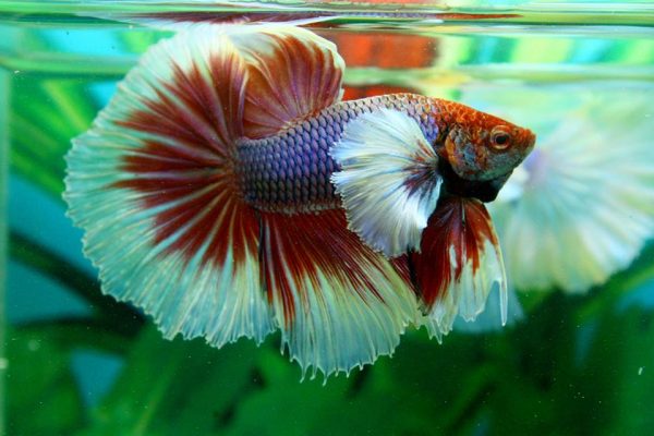 11009874_460640844116386_2597940959999715225_n