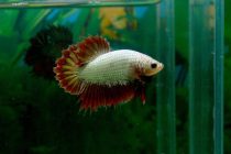 11188219_499286556918481_1442026819488033114_n