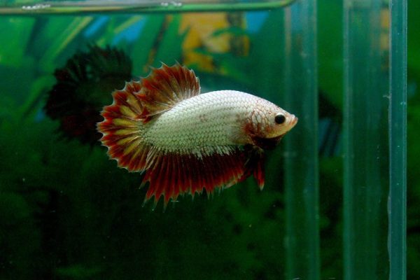 11188219_499286556918481_1442026819488033114_n