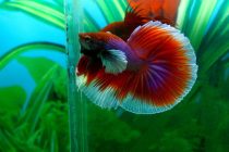 11215074_462060417307762_528563859736003019_n