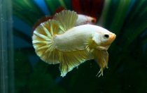 11227759_460317724148698_5950456689109768169_n