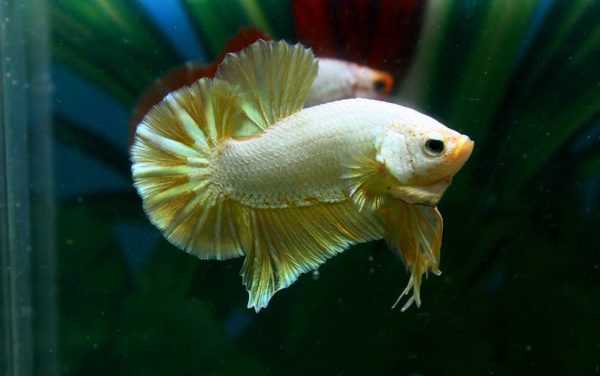 11227759_460317724148698_5950456689109768169_n