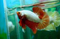 11401220_460318310815306_5829740167245496586_n