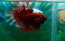 11659310_462061357307668_716146685984871613_n 11659310_462061357307668_716146685984871613_n