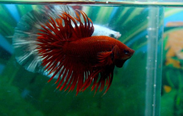 11659310_462061357307668_716146685984871613_n