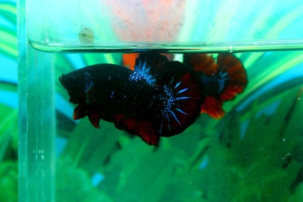 11896262_477993915714412_1395081500939503069_n