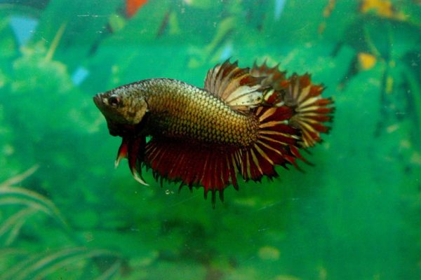 12066023_499286533585150_5221280746162943180_n