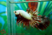 12249713_504707393043064_2428089759662065814_n