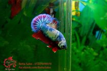 12804652_538622122984924_2280367259939647650_n 12804652_538622122984924_2280367259939647650_n