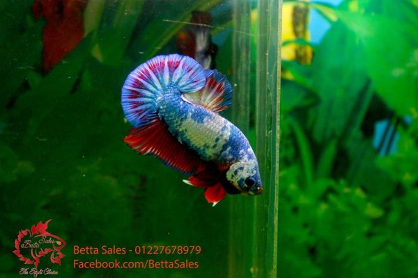 12804652_538622122984924_2280367259939647650_n