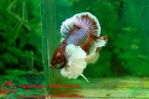 13076828_566843733496096_2564504075665948924_n