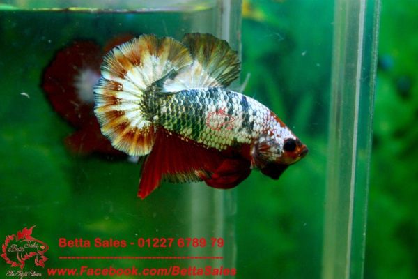 13094256_574969686016834_3011506948962387014_n