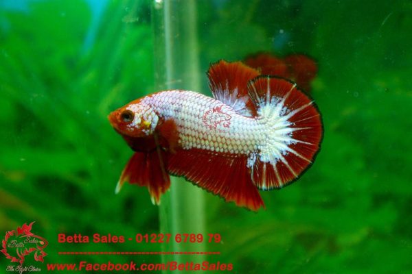 13227195_574969559350180_356490697569548197_n