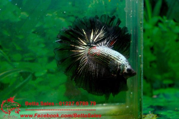 13237852_574967932683676_7955615696861376795_n