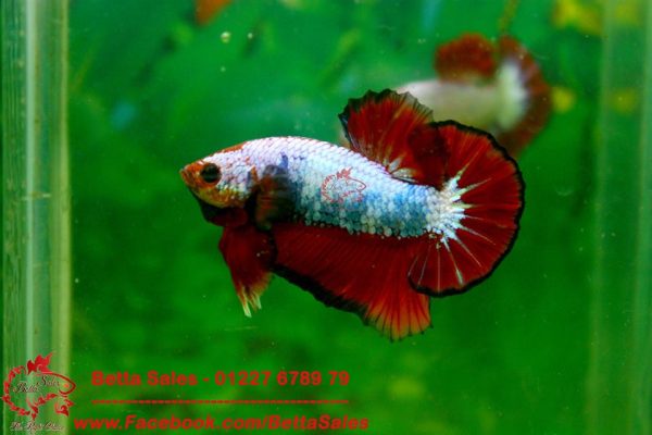 13239381_574969512683518_4002616902853511324_n