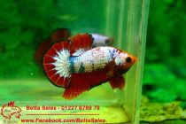 13263926_574969576016845_993003916375399730_n