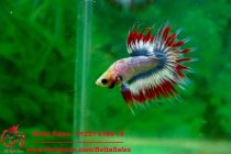 13266044_574970572683412_2309154510149190966_n